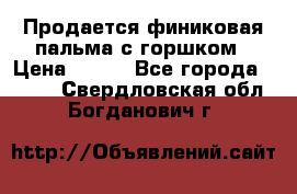 Продается финиковая пальма с горшком › Цена ­ 600 - Все города  »    . Свердловская обл.,Богданович г.